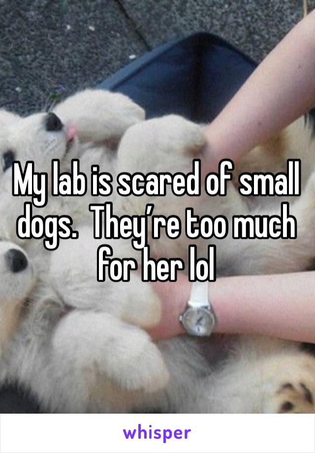 My lab is scared of small dogs.  They’re too much for her lol 