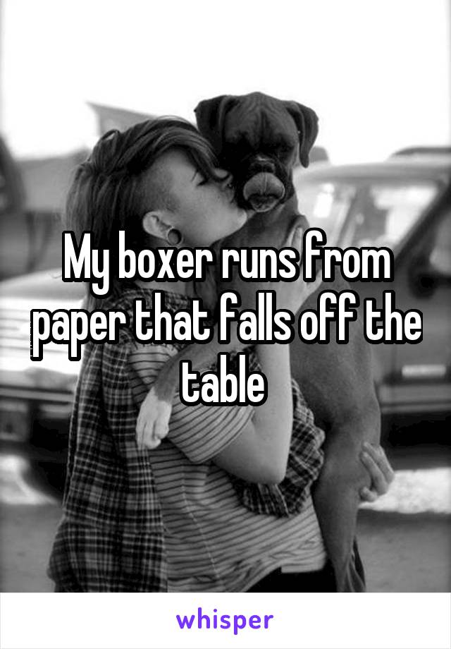 My boxer runs from paper that falls off the table 