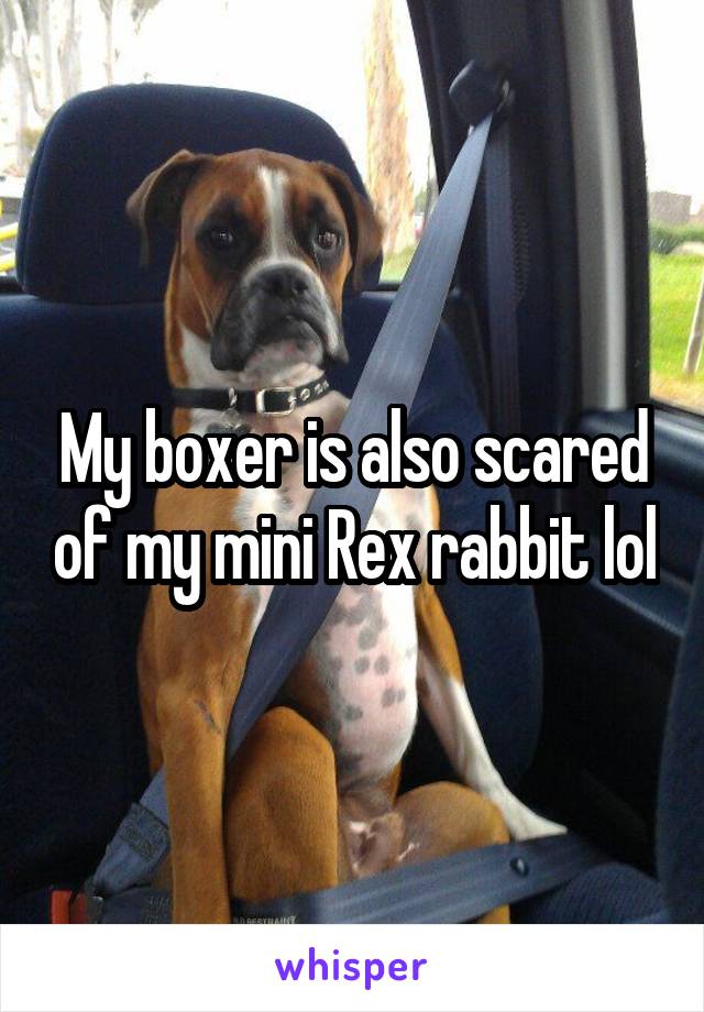 My boxer is also scared of my mini Rex rabbit lol