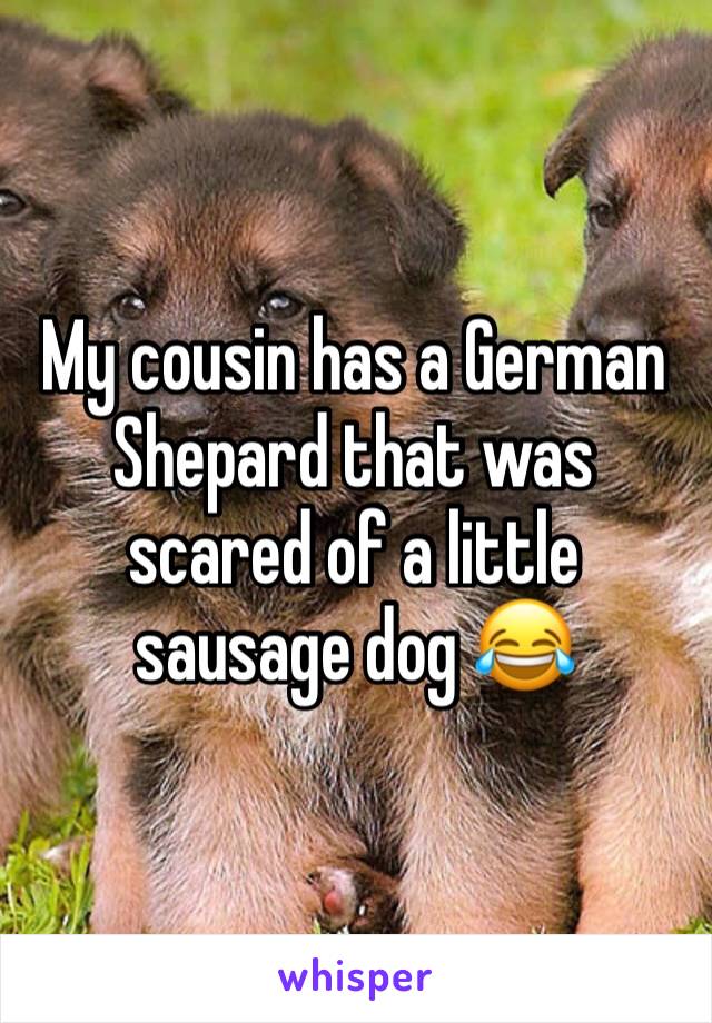 My cousin has a German Shepard that was scared of a little sausage dog 😂