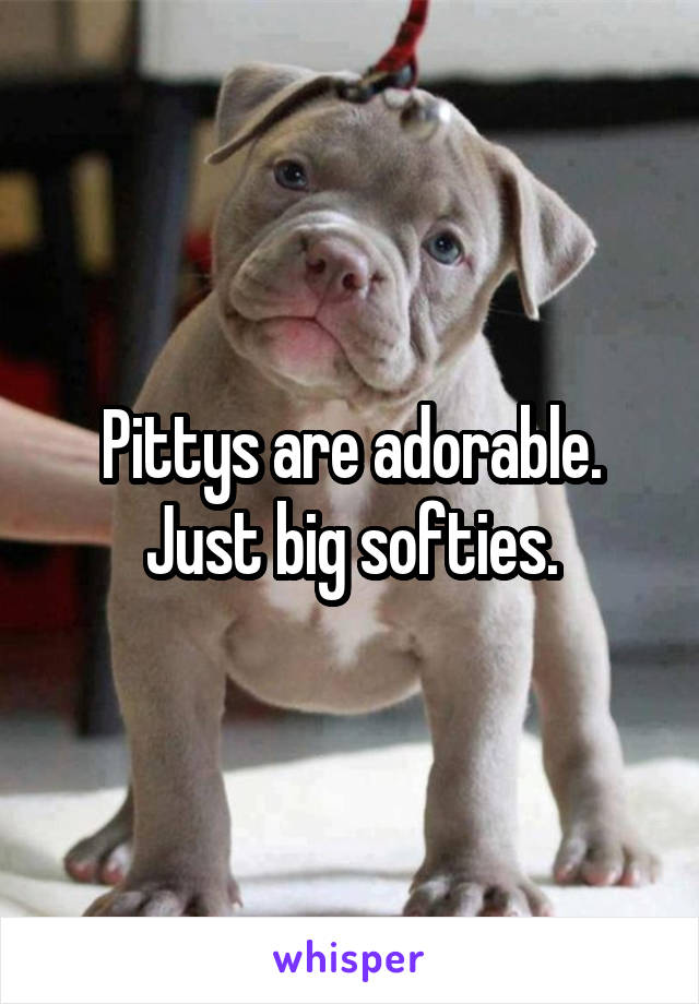 Pittys are adorable. Just big softies.