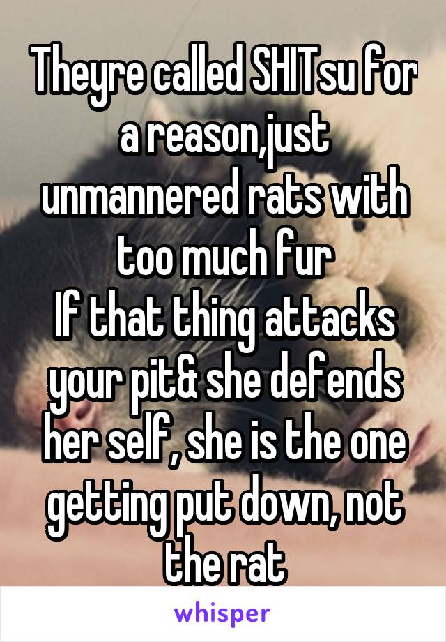 Theyre called SHITsu for a reason,just unmannered rats with too much fur
If that thing attacks your pit& she defends her self, she is the one getting put down, not the rat