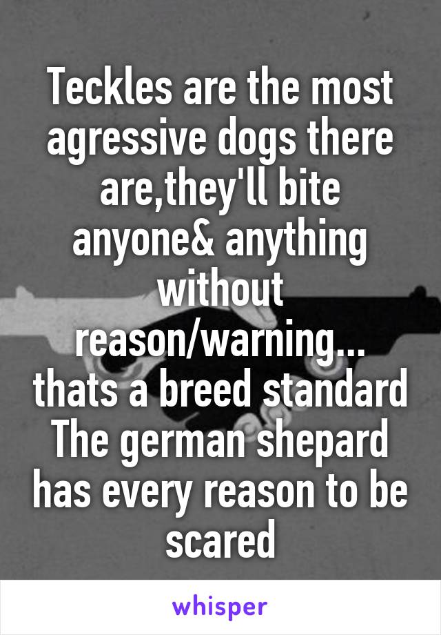 Teckles are the most agressive dogs there are,they'll bite anyone& anything without reason/warning... thats a breed standard
The german shepard has every reason to be scared