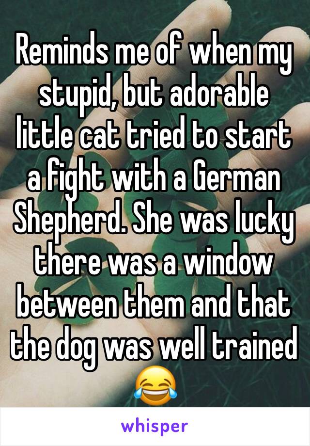 Reminds me of when my stupid, but adorable little cat tried to start a fight with a German Shepherd. She was lucky there was a window between them and that the dog was well trained ðŸ˜‚