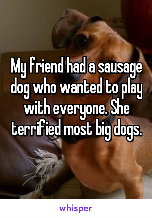 My friend had a sausage dog who wanted to play with everyone. She terrified most big dogs. 