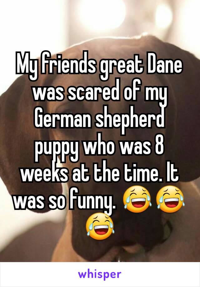 My friends great Dane was scared of my German shepherd puppy who was 8 weeks at the time. It was so funny. 😂😂😂