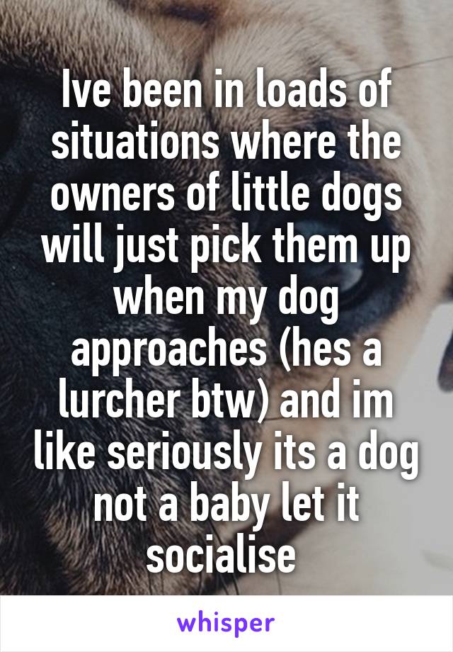 Ive been in loads of situations where the owners of little dogs will just pick them up when my dog approaches (hes a lurcher btw) and im like seriously its a dog not a baby let it socialise 