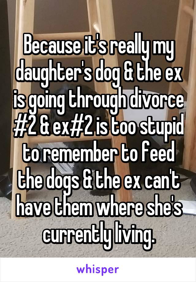 Because it's really my daughter's dog & the ex is going through divorce #2 & ex#2 is too stupid to remember to feed the dogs & the ex can't have them where she's currently living.