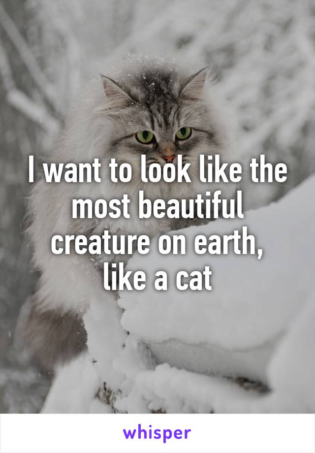 I want to look like the most beautiful creature on earth,
like a cat