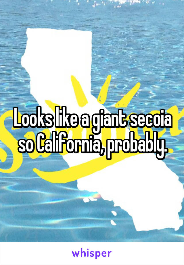 Looks like a giant secoia so California, probably.