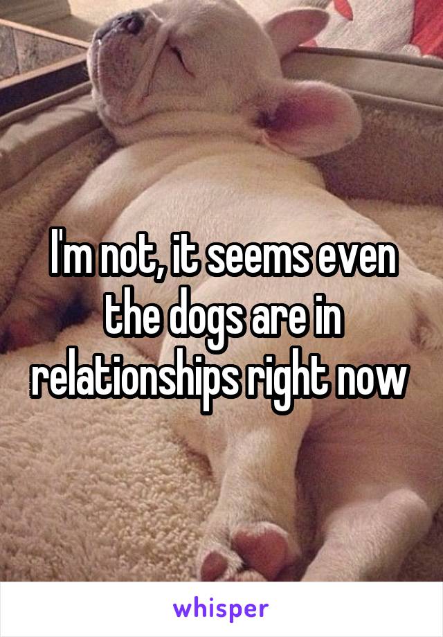 I'm not, it seems even the dogs are in relationships right now 