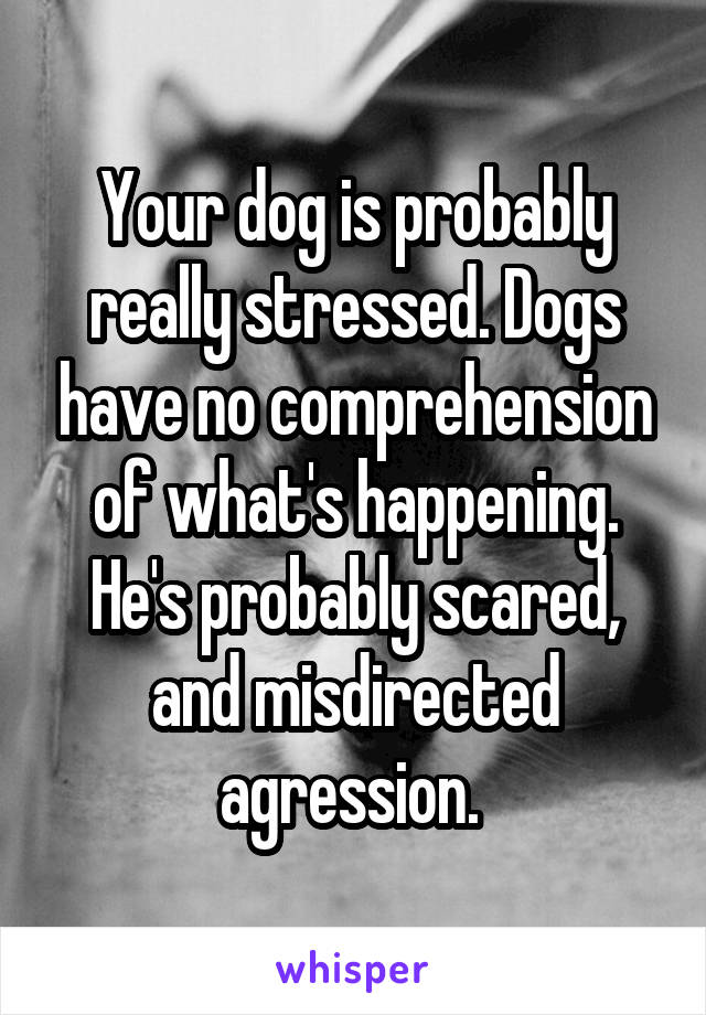 Your dog is probably really stressed. Dogs have no comprehension of what's happening. He's probably scared, and misdirected agression. 