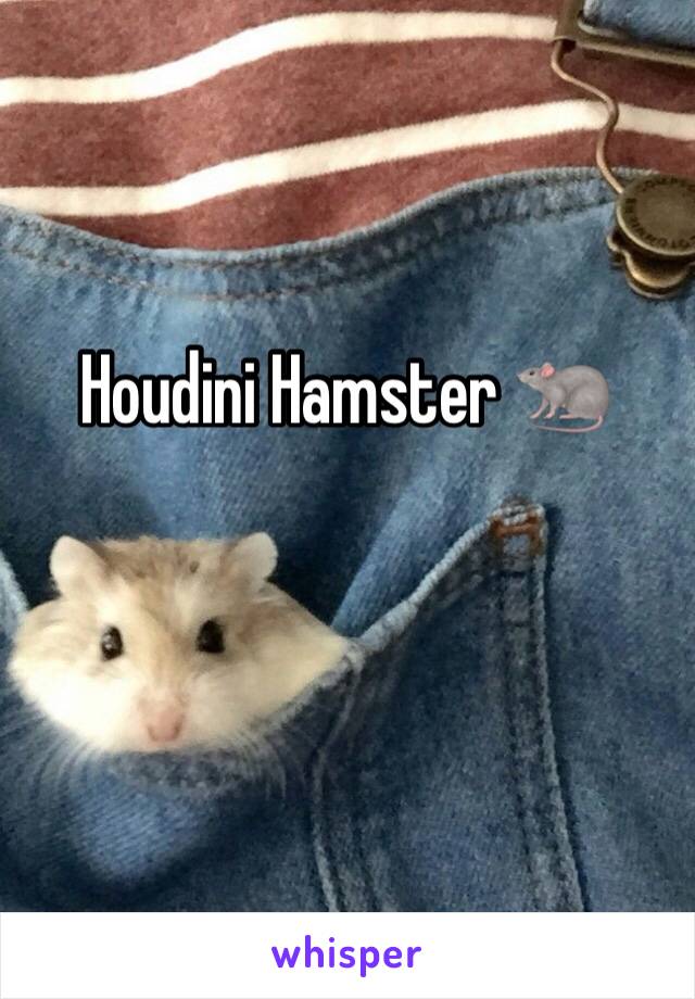 Houdini Hamster 🐀
