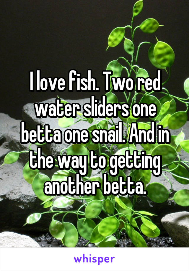 I love fish. Two red water sliders one betta one snail. And in the way to getting another betta.