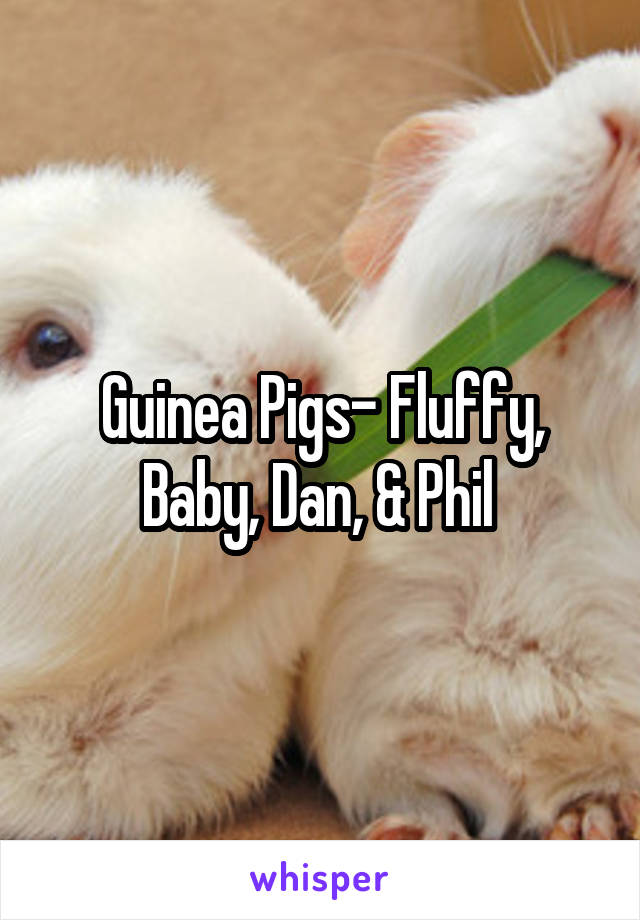 Guinea Pigs- Fluffy, Baby, Dan, & Phil 