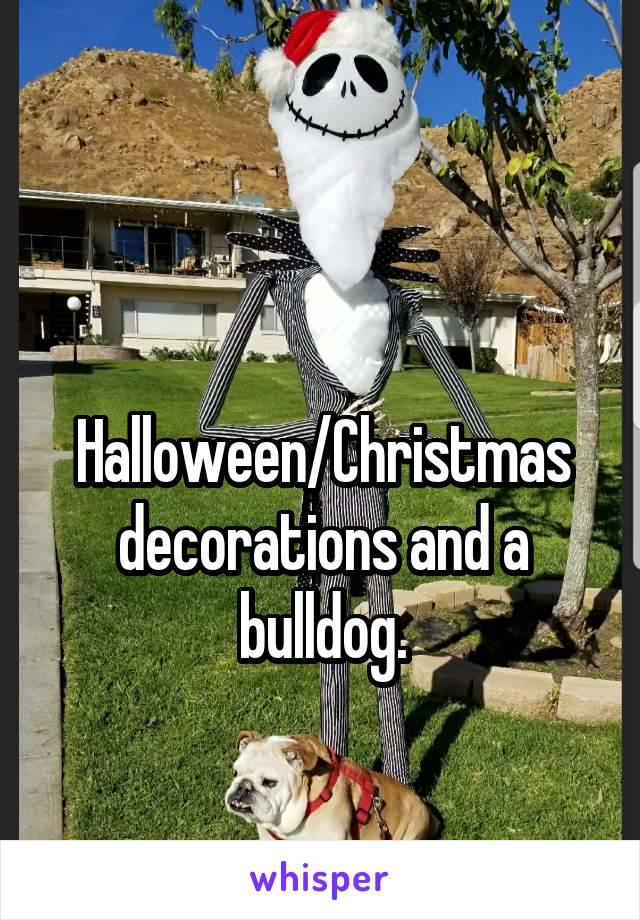 

Halloween/Christmas decorations and a bulldog.