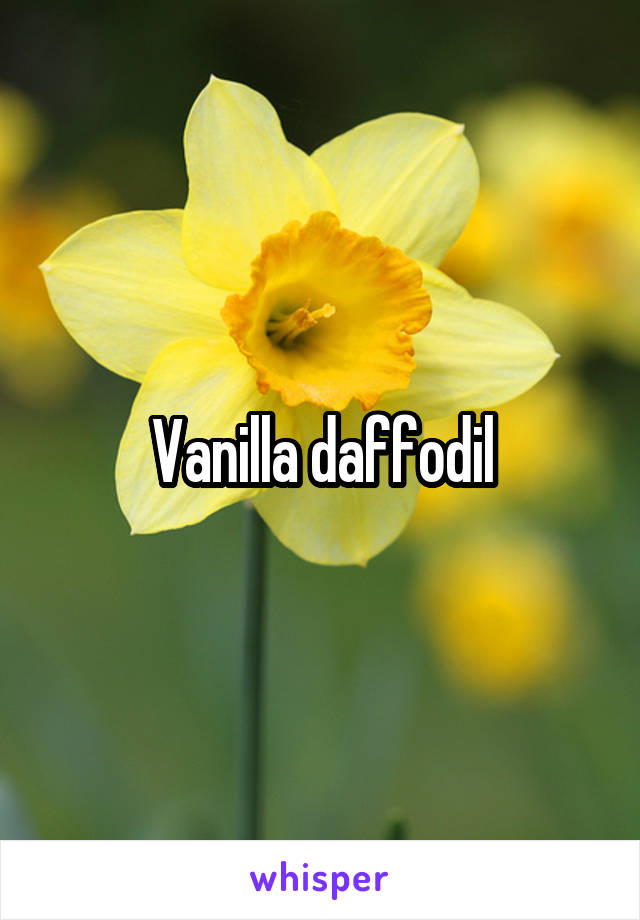 Vanilla daffodil