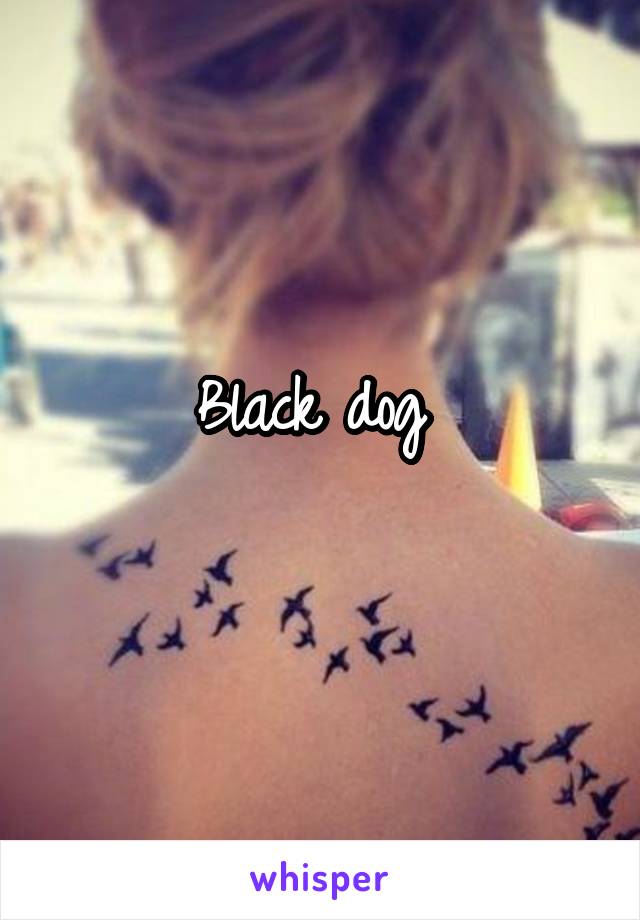 Black dog 
