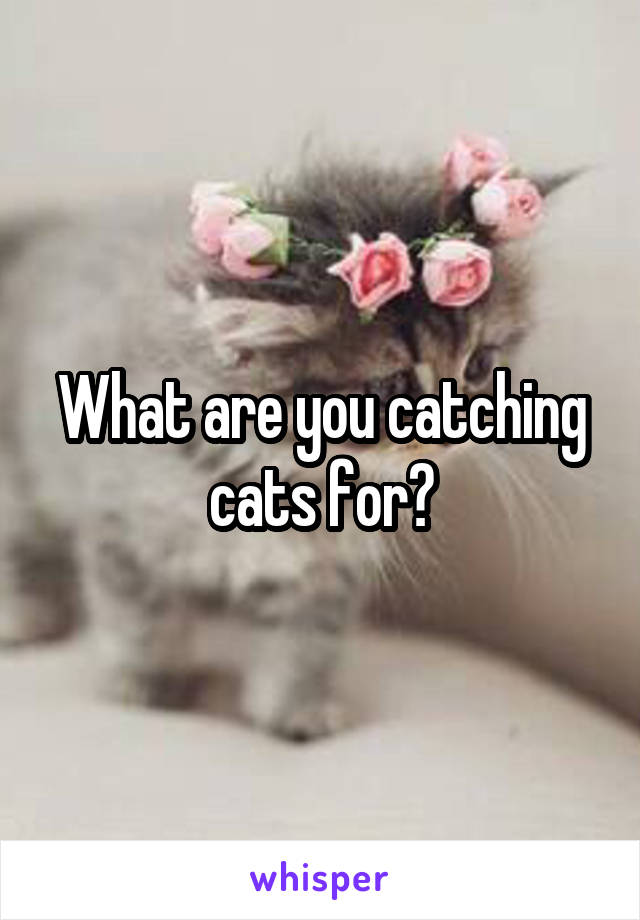 What are you catching cats for?