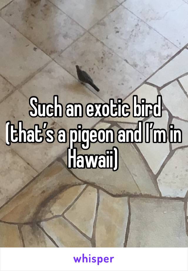  Such an exotic bird (that’s a pigeon and I’m in Hawaii)  