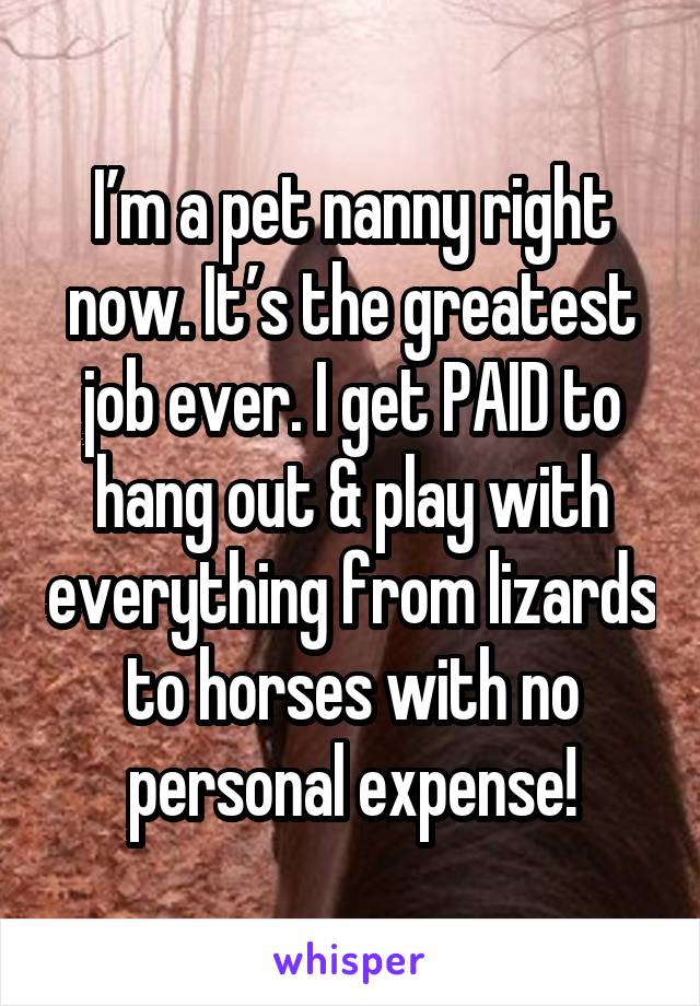 I’m a pet nanny right now. It’s the greatest job ever. I get PAID to hang out & play with everything from lizards to horses with no personal expense!