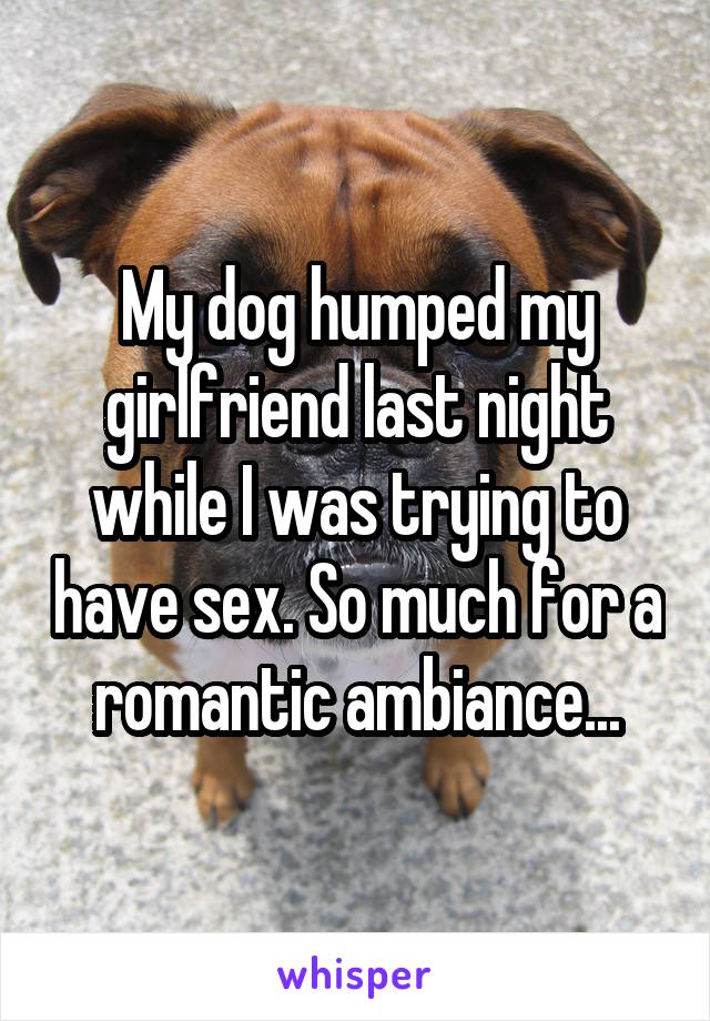 My dog humped my girlfriend last night while I was trying to have sex. So much for a romantic ambiance...