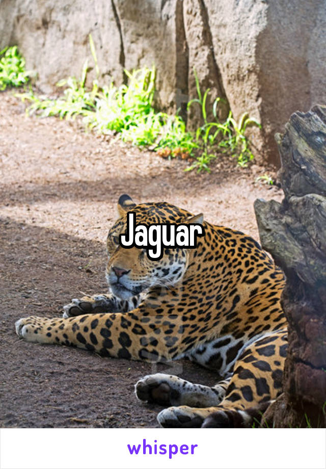 Jaguar 