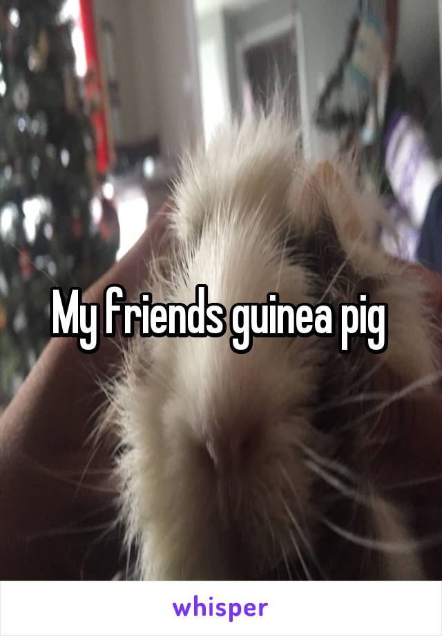 My friends guinea pig 