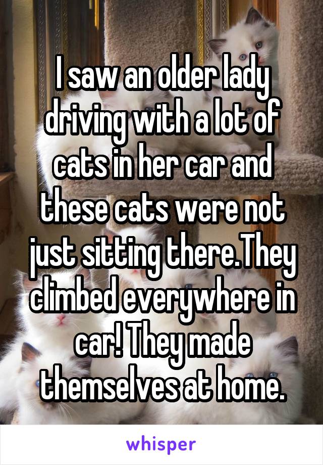 I saw an older lady driving with a lot of cats in her car and these cats were not just sitting there.They climbed everywhere in car! They made themselves at home.