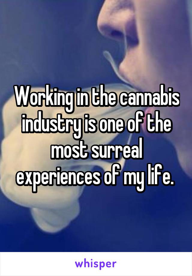 Working in the cannabis industry is one of the most surreal experiences of my life. 
