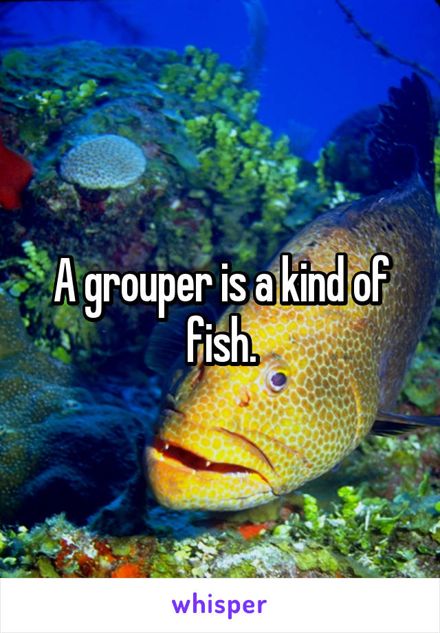 A grouper is a kind of fish.