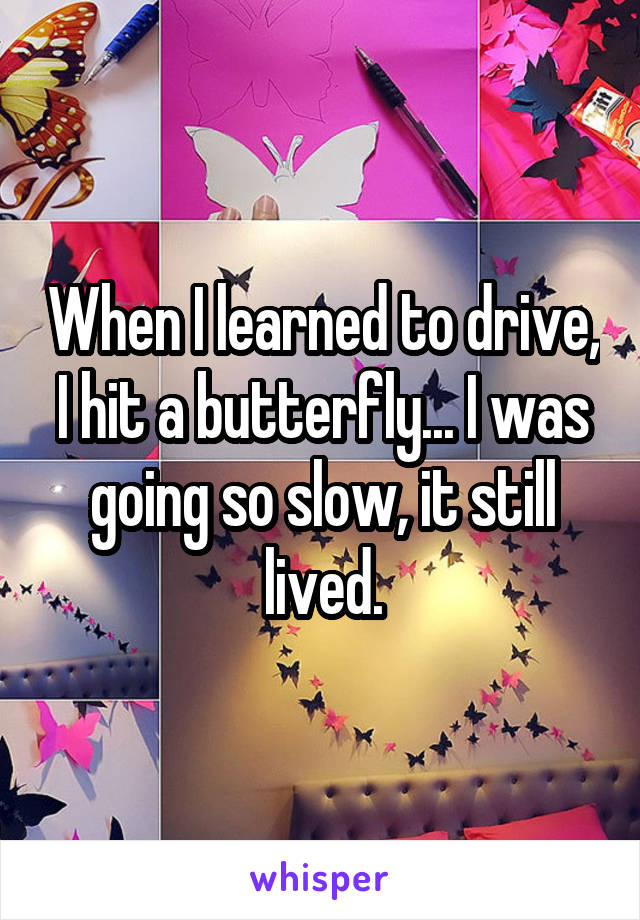 When I learned to drive, I hit a butterfly... I was going so slow, it still lived.