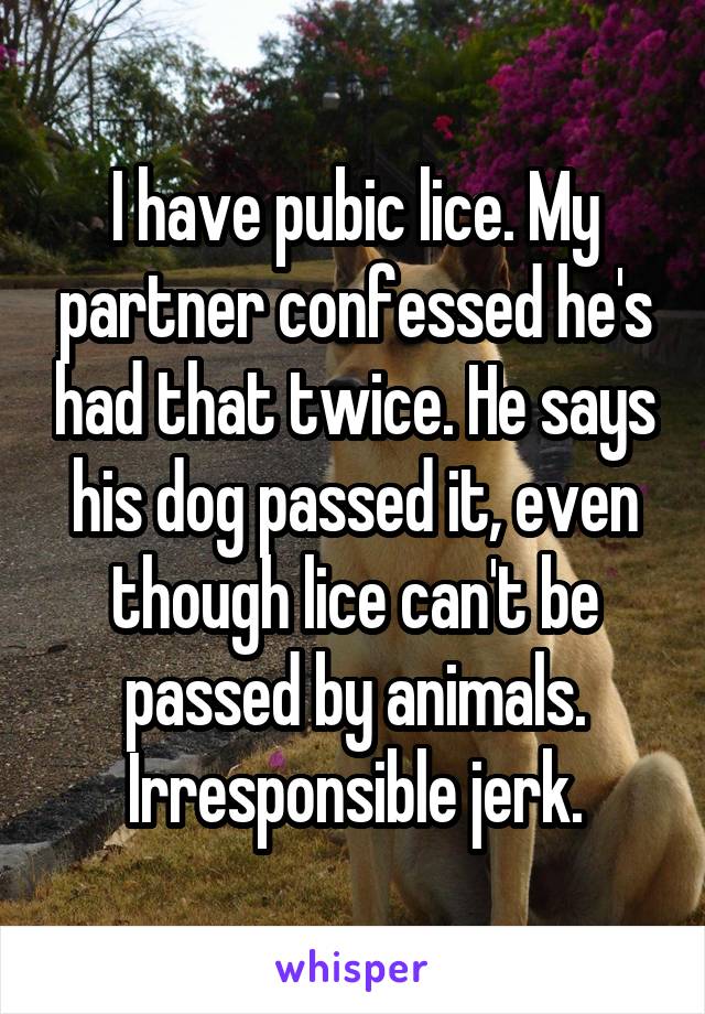 I have pubic lice. My partner confessed he's had that twice. He says his dog passed it, even though lice can't be passed by animals. Irresponsible jerk.