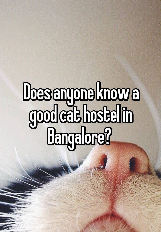 Does anyone know a good cat hostel in Bangalore? 