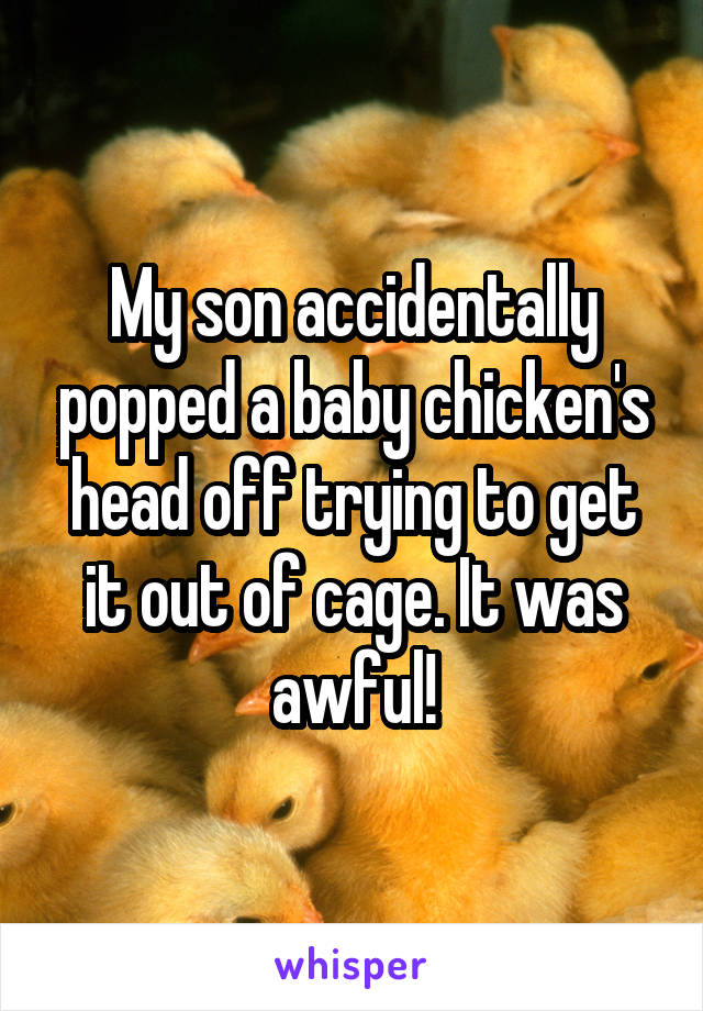 My son accidentally popped a baby chicken's head off trying to get it out of cage. It was awful!
