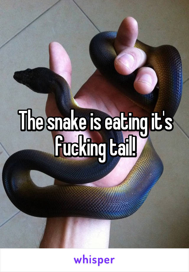 The snake is eating it's fucking tail!