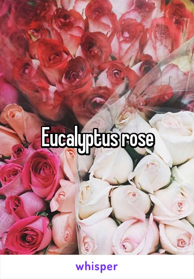 Eucalyptus rose