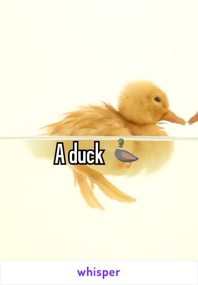 A duck 🦆