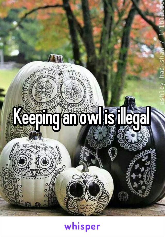 Keeping an owl is illegal 
