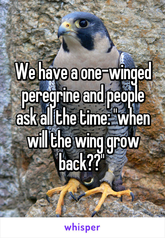 We have a one-winged peregrine and people ask all the time: "when will the wing grow back??" 
