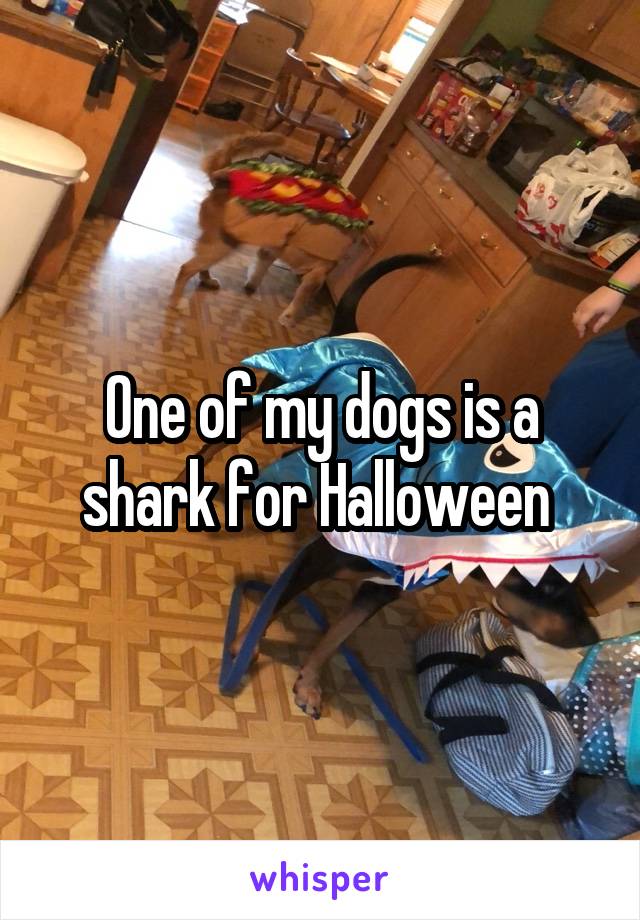 One of my dogs is a shark for Halloween 