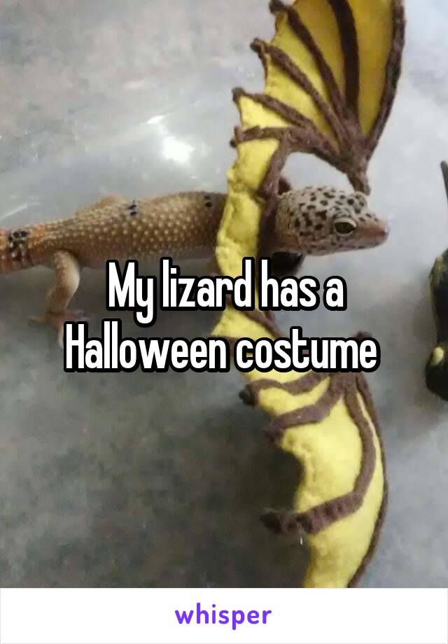 My lizard has a Halloween costume 