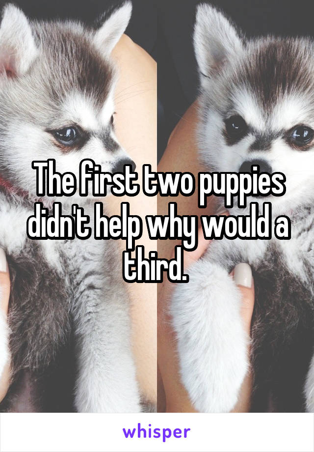 The first two puppies didn't help why would a third. 