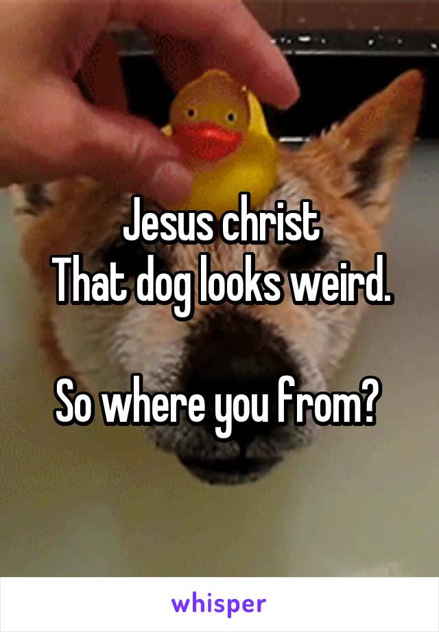 Jesus christ
That dog looks weird.

So where you from? 