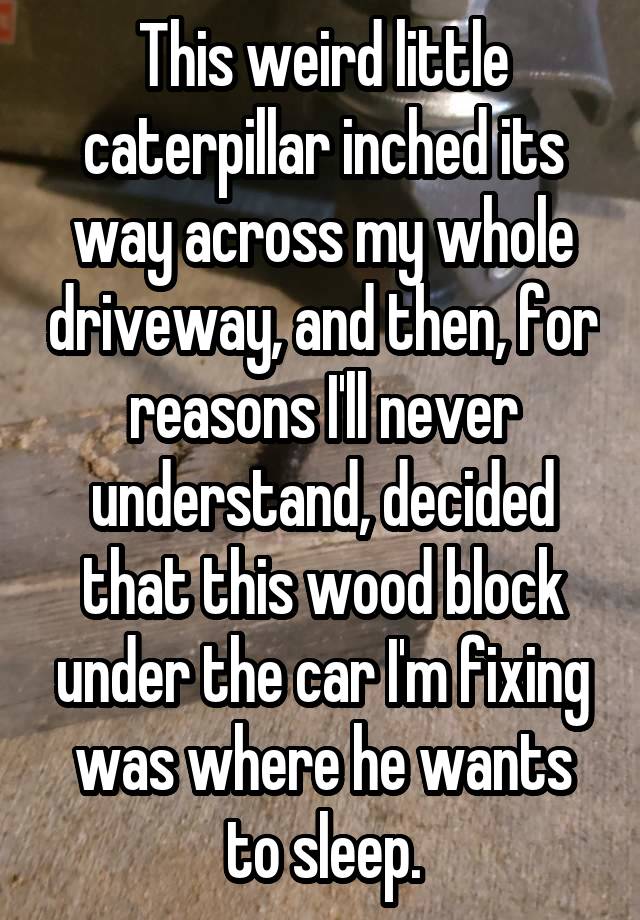 This weird little caterpillar inched its way across my whole driveway, and then, for reasons I'll never understand, decided that this wood block under the car I'm fixing was where he wants to sleep.