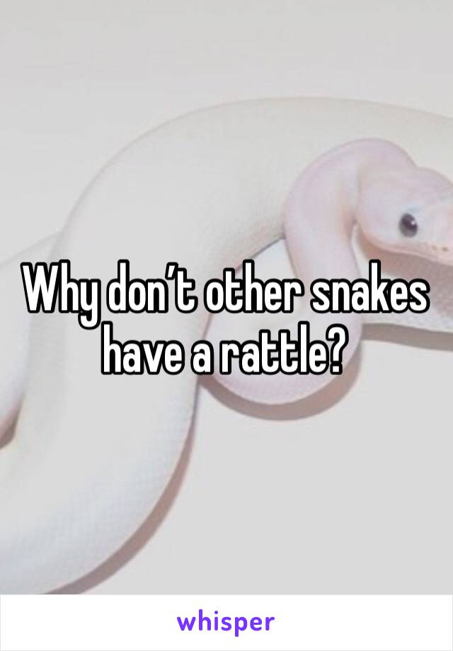 Why don’t other snakes have a rattle?