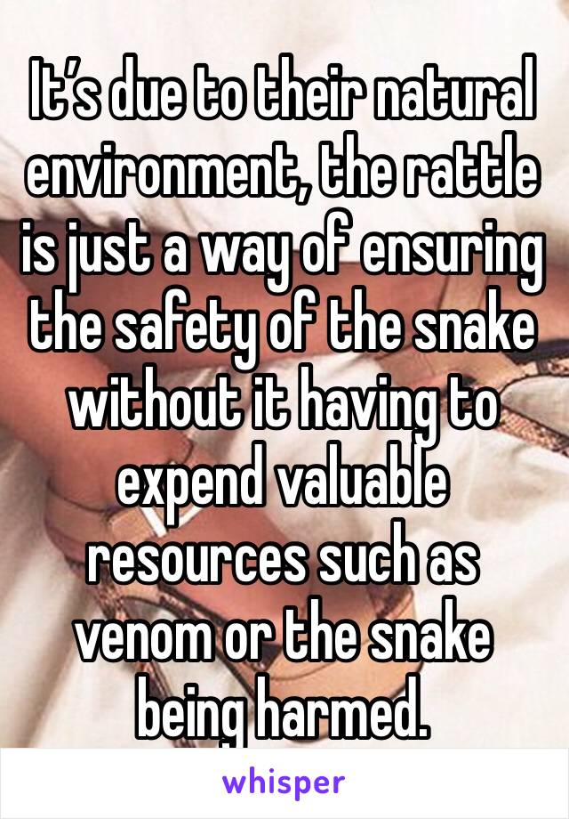 It’s due to their natural environment, the rattle is just a way of ensuring the safety of the snake without it having to expend valuable resources such as venom or the snake being harmed.