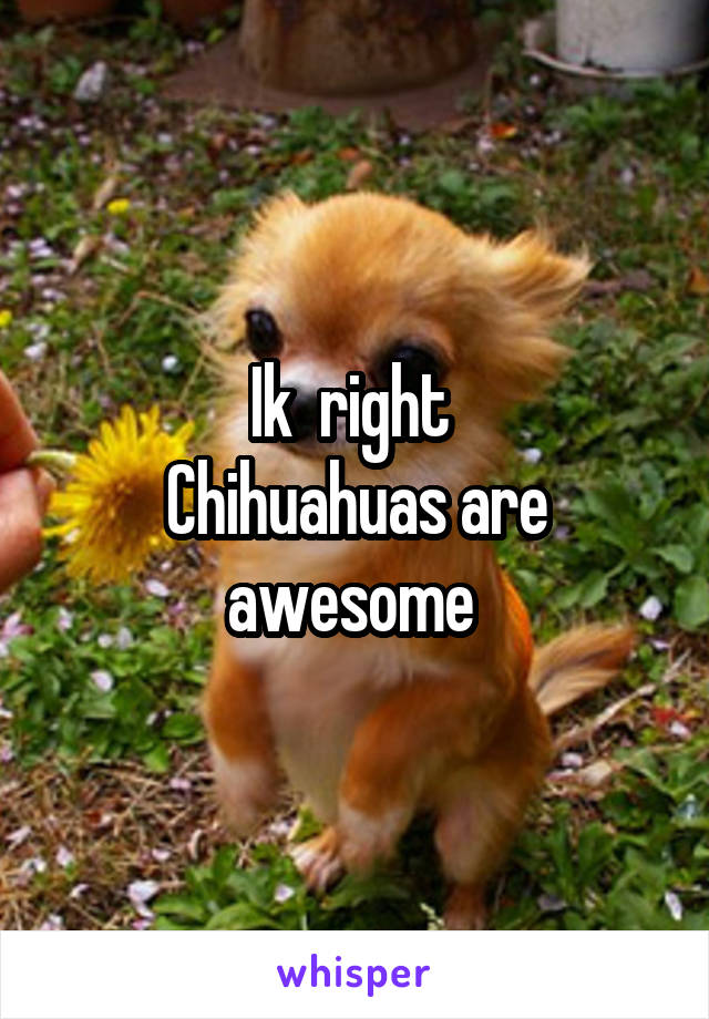 Ik  right 
Chihuahuas are awesome 