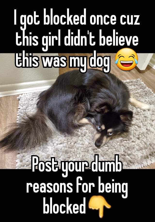 I got blocked once cuz this girl didn't believe this was my dog 😂




Post your dumb reasons for being blocked👇