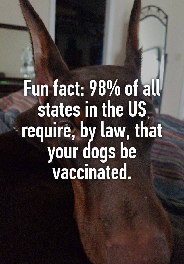 Fun fact: 98% of all states in the US require, by law, that your dogs be vaccinated.